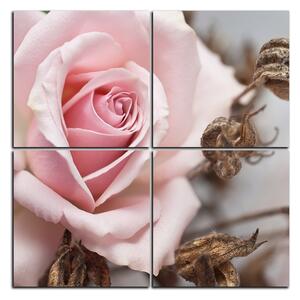 Obraz na plátně - Růže a uschlé rostliny - čtverec 3225E (60x60 cm)