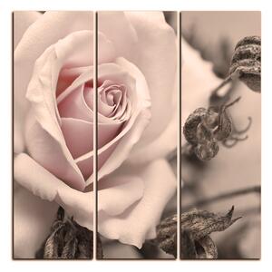Obraz na plátně - Růže a uschlé rostliny - čtverec 3225FB (75x75 cm)