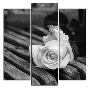 Obraz na plátně - Bílá růže na lavici - čtverec 3224QC (75x75 cm)