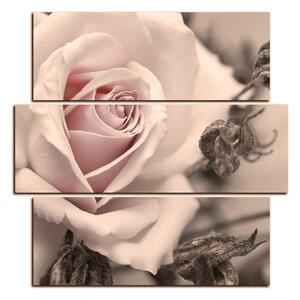 Obraz na plátně - Růže a uschlé rostliny - čtverec 3225FD (75x75 cm)