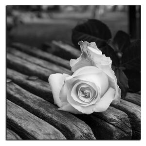 Obraz na plátně - Bílá růže na lavici - čtverec 3224QA (50x50 cm)