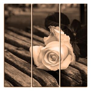 Obraz na plátně - Bílá růže na lavici - čtverec 3224FB (75x75 cm)