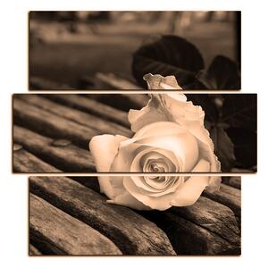Obraz na plátně - Bílá růže na lavici - čtverec 3224FD (75x75 cm)