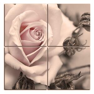 Obraz na plátně - Růže a uschlé rostliny - čtverec 3225FE (60x60 cm)