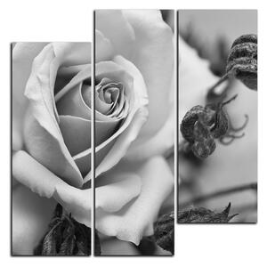Obraz na plátně - Růže a uschlé rostliny - čtverec 3225QC (75x75 cm)