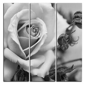 Obraz na plátně - Růže a uschlé rostliny - čtverec 3225QB (75x75 cm)