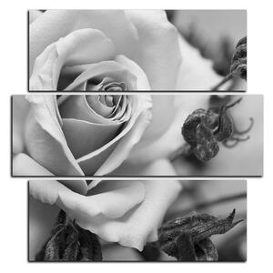 Obraz na plátně - Růže a uschlé rostliny - čtverec 3225QD (75x75 cm)