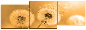 Obraz na plátně - Pampeliška v ranním slunci - panoráma 5214FE (150x50 cm)
