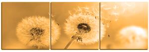 Obraz na plátně - Pampeliška v ranním slunci - panoráma 5214FB (150x50 cm)