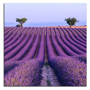 Obraz na plátně - Levandulové pole v létě - čtverec 3234A (50x50 cm)