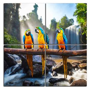 Obraz na plátně - Modro žluté Macaw - čtverec 3232E (60x60 cm)