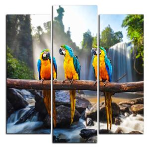 Obraz na plátně - Modro žluté Macaw - čtverec 3232C (75x75 cm)