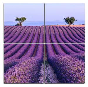 Obraz na plátně - Levandulové pole v létě - čtverec 3234E (60x60 cm)