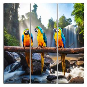 Obraz na plátně - Modro žluté Macaw - čtverec 3232B (75x75 cm)