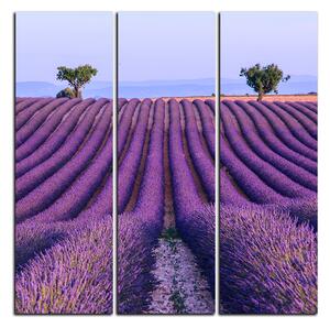 Obraz na plátně - Levandulové pole v létě - čtverec 3234B (75x75 cm)