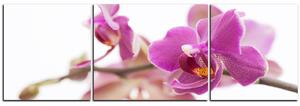 Obraz na plátně - Orchidej květ izolována na bílém pozadí - panoráma 5222C (150x50 cm)