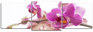 Obraz na plátně - Orchidej květ izolována na bílém pozadí - panoráma 5222D (150x50 cm)