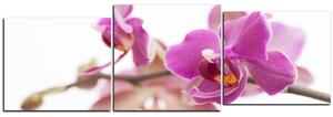 Obraz na plátně - Orchidej květ izolována na bílém pozadí - panoráma 5222E (90x30 cm)