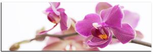 Obraz na plátně - Orchidej květ izolována na bílém pozadí - panoráma 5222A (105x35 cm)