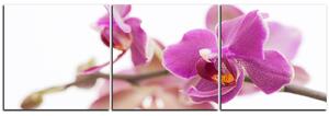 Obraz na plátně - Orchidej květ izolována na bílém pozadí - panoráma 5222B (90x30 cm)