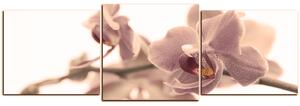Obraz na plátně - Orchidej květ izolována na bílém pozadí - panoráma 5222FD (150x50 cm)