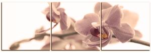 Obraz na plátně - Orchidej květ izolována na bílém pozadí - panoráma 5222FB (150x50 cm)