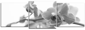 Obraz na plátně - Orchidej květ izolována na bílém pozadí - panoráma 5222QD (90x30 cm)