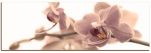 Obraz na plátně - Orchidej květ izolována na bílém pozadí - panoráma 5222FA (105x35 cm)