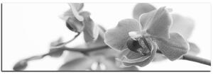 Obraz na plátně - Orchidej květ izolována na bílém pozadí - panoráma 5222QA (105x35 cm)