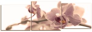 Obraz na plátně - Orchidej květ izolována na bílém pozadí - panoráma 5222FE (150x50 cm)