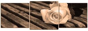 Obraz na plátně - Bílá růže na lavici - panoráma 5224FD (150x50 cm)