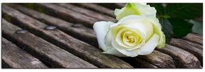 Obraz na plátně - Bílá růže na lavici - panoráma 5224A (105x35 cm)