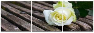 Obraz na plátně - Bílá růže na lavici - panoráma 5224B (90x30 cm)