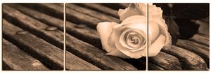 Obraz na plátně - Bílá růže na lavici - panoráma 5224FC (90x30 cm)