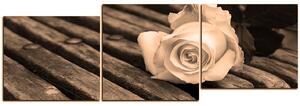 Obraz na plátně - Bílá růže na lavici - panoráma 5224FE (90x30 cm)