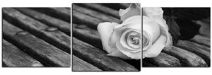 Obraz na plátně - Bílá růže na lavici - panoráma 5224QD (150x50 cm)