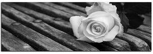 Obraz na plátně - Bílá růže na lavici - panoráma 5224QA (105x35 cm)