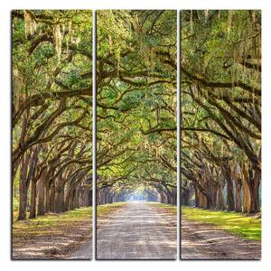 Obraz na plátně - Historické dubové stromy lemované polní cestou - čtverec 3239B (75x75 cm)