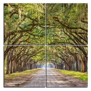 Obraz na plátně - Historické dubové stromy lemované polní cestou - čtverec 3239E (60x60 cm)