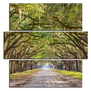 Obraz na plátně - Historické dubové stromy lemované polní cestou - čtverec 3239D (75x75 cm)