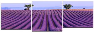 Obraz na plátně - Levandulové pole v létě - panoráma 5234E (90x30 cm)
