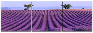 Obraz na plátně - Levandulové pole v létě - panoráma 5234B (150x50 cm)