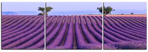 Obraz na plátně - Levandulové pole v létě - panoráma 5234C (150x50 cm)