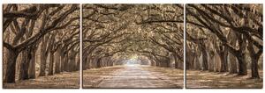 Obraz na plátně - Historické dubové stromy lemované polní cestou - panoráma 5239FC (90x30 cm)