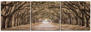 Obraz na plátně - Historické dubové stromy lemované polní cestou - panoráma 5239FB (150x50 cm)