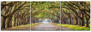 Obraz na plátně - Historické dubové stromy lemované polní cestou - panoráma 5239B (150x50 cm)