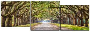 Obraz na plátně - Historické dubové stromy lemované polní cestou - panoráma 5239E (90x30 cm)