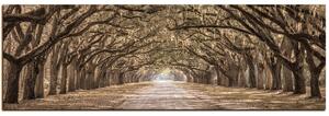 Obraz na plátně - Historické dubové stromy lemované polní cestou - panoráma 5239FA (105x35 cm)