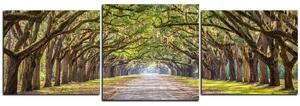 Obraz na plátně - Historické dubové stromy lemované polní cestou - panoráma 5239D (90x30 cm)