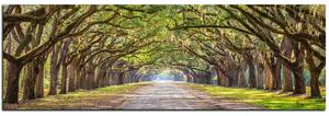 Obraz na plátně - Historické dubové stromy lemované polní cestou - panoráma 5239A (105x35 cm)